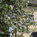 Blühender Apfelbaum vor der Schwäbischen Galerie