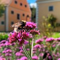 Biene auf lila Pflanze im Museumsgarten Biene auf lila Pflanze im Museumsgarten