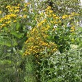 Kräutersommer Naturpark-Haus Kräutersommer Naturpark-Haus